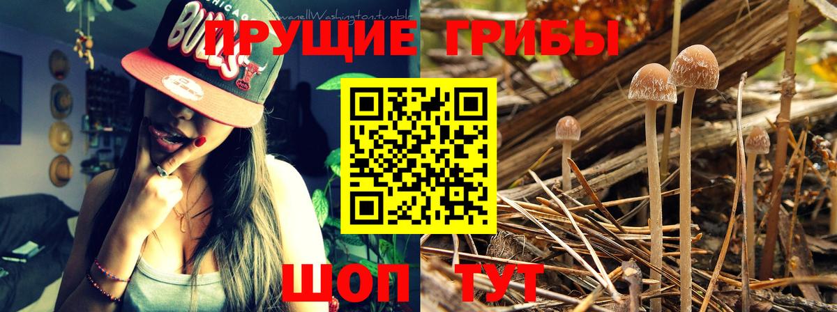 Галлюциногенные грибы Cubensis Татарск